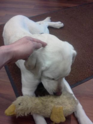 Picture of Raise fund for my dog's surgery