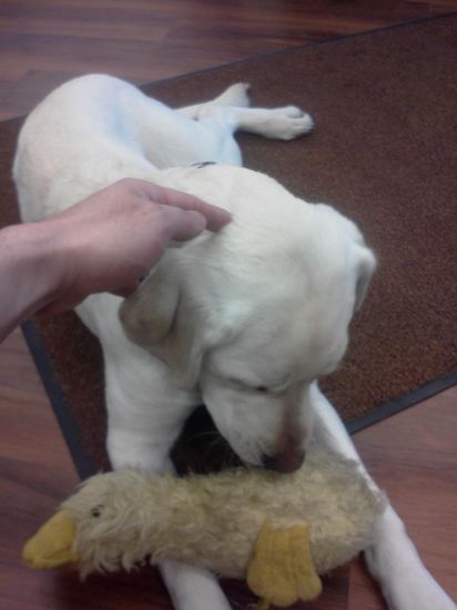 Picture of Raise fund for my dog's surgery